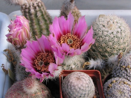 Echinocereus pectinatus