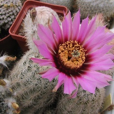 Echinocereus pectinatus