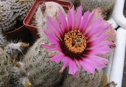 Echinocereus pectinatus