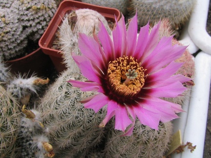 Echinocereus pectinatus