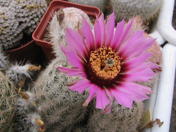 Echinocereus pectinatus