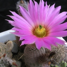 Echinocereus primolanatus