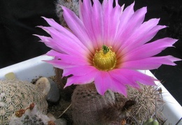 Echinocereus primolanatus