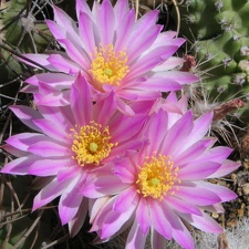 Echinocereus pulchellus