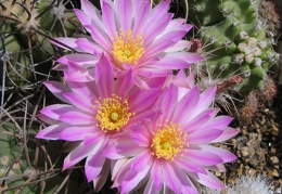 Echinocereus pulchellus