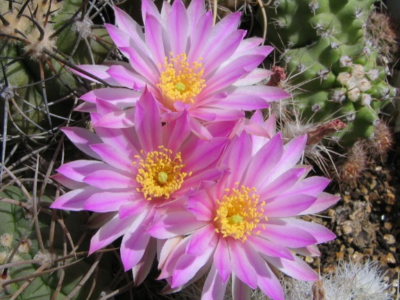 Echinocereus pulchellus