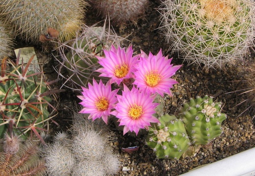 Echinocereus pulchellus (3344 відвідувань) Фото и растение Владимира Фоменко (Запорожье) Echinocereus pulchellus