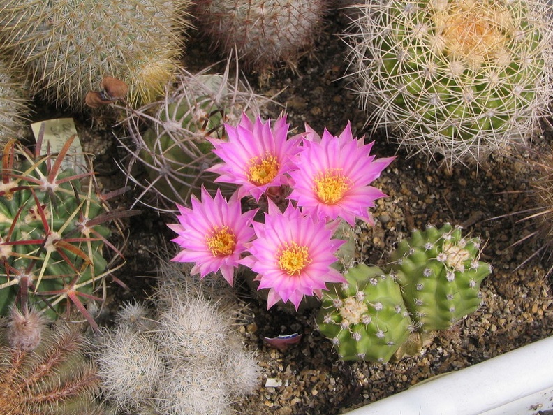 Echinocereus pulchellus