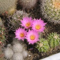 ecee_pulchellus3.jpg