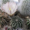 ecee pulchellus sharpi