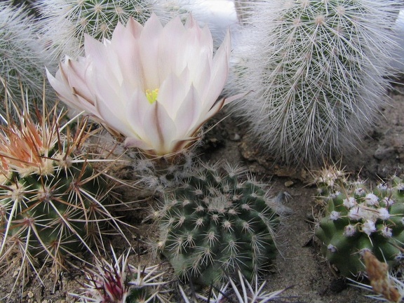 ecee pulchellus sharpi