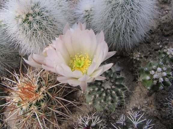 ecee pulchellus sharpi1