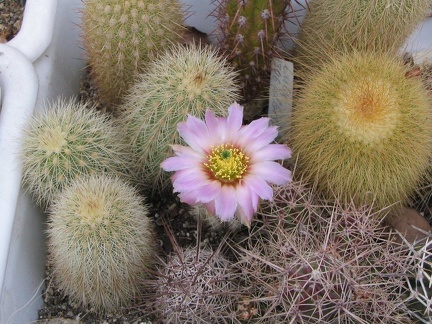 ecee reichenbachii albisp