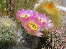 ecee reichnbachii albisp1