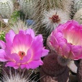 Echinocereus reichenbachii v. rubrispinus