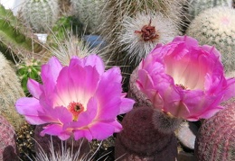 Echinocereus reichenbachii v. rubrispinus