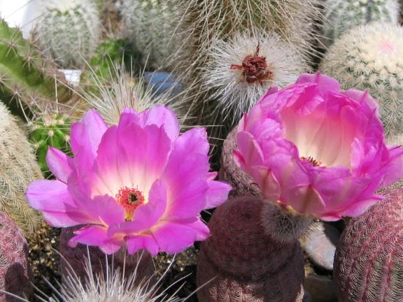 Echinocereus reichenbachii v. rubrispinus