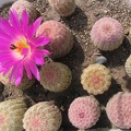 Echinocereus rigidissimus v. rubrispinus