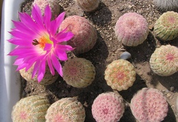 Echinocereus rigidissimus v. rubrispinus