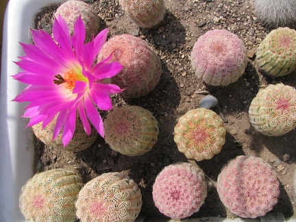 Echinocereus rigidissimus v. rubrispinus