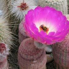 Echinocereus rigidissimus v. rubrispinus