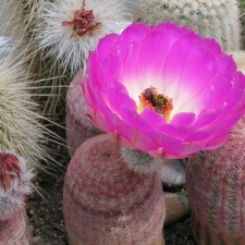 Echinocereus rigidissimus v. rubrispinus