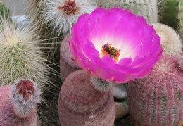 Echinocereus rigidissimus v. rubrispinus