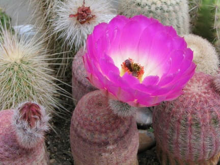 Echinocereus rigidissimus v. rubrispinus