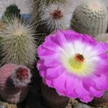 Echinocereus rigidissimus v. rubrispinus