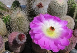 Echinocereus rigidissimus v. rubrispinus