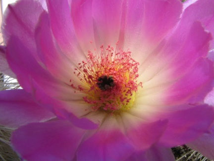 Echinocereus rigidissimus v. rubrispinus