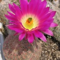 Echinocereus rigidissimus 
