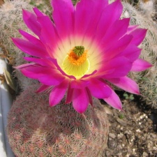 Echinocereus rigidissimus 