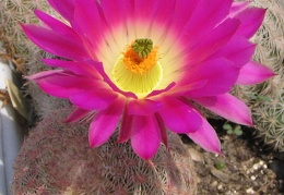 Echinocereus rigidissimus 