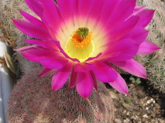 Echinocereus rigidissimus 