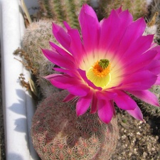 Echinocereus rigidissimus