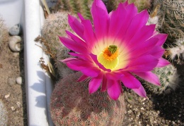 Echinocereus rigidissimus