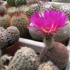 Echinocereus rigidissimus