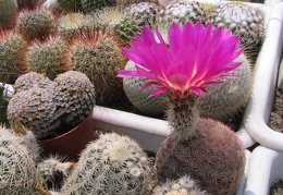 Echinocereus rigidissimus