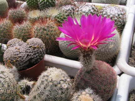 Echinocereus rigidissimus