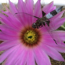 Echinocereus sp.