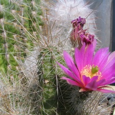 Echinocereus sp.