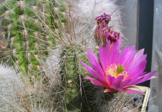 Echinocereus sp.