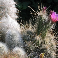 Echinocereus sp.