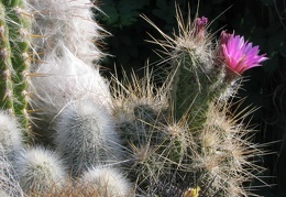 Echinocereus sp.