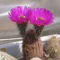 Echinocereus sp.