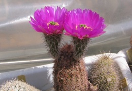 Echinocereus sp.