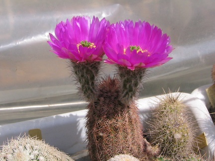 Echinocereus sp.