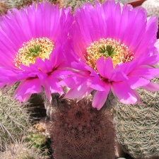 Echinocereus sp.