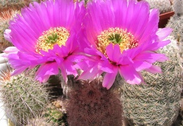 Echinocereus sp.